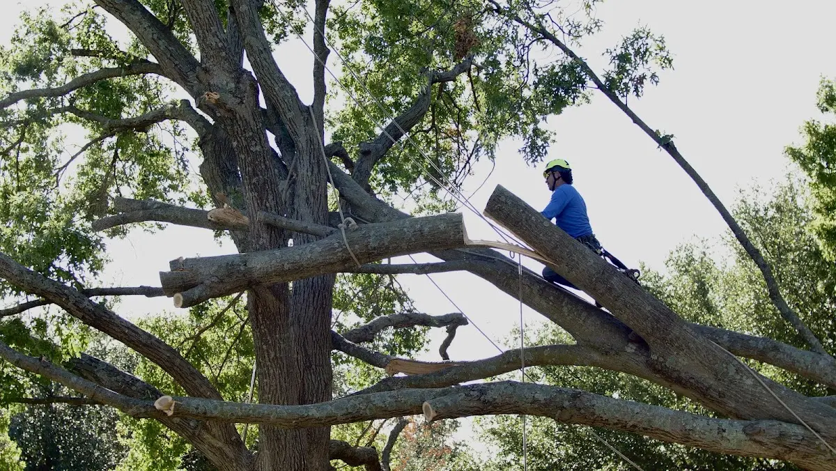 Professional Crown Thinning performed by certified arborists in Bono