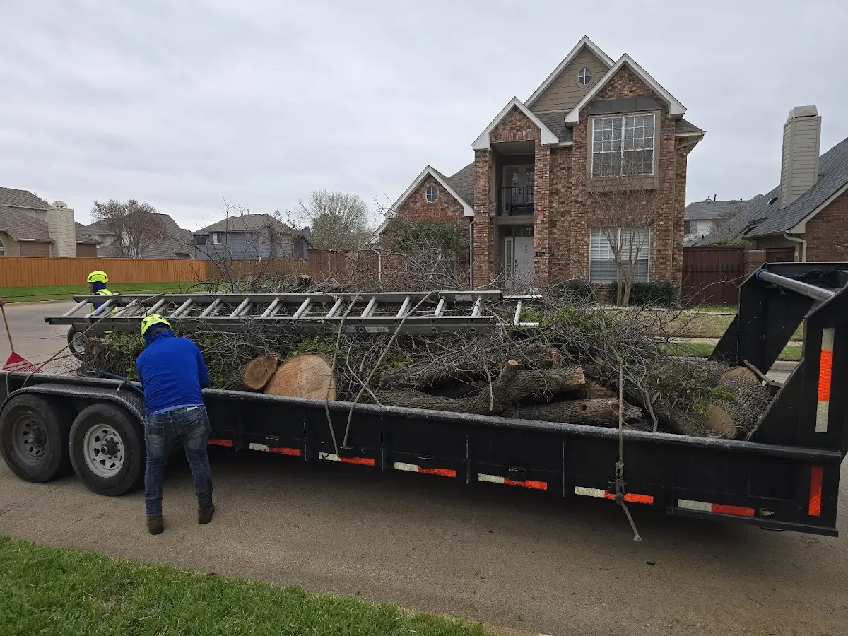Expert Tree Pest Control with proper safety equipment in Bono